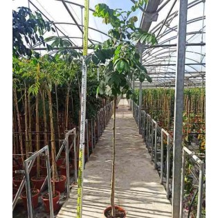 Spathodea campanulata (Tulipier du Gabon)