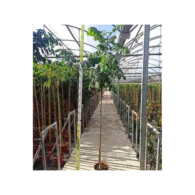 Spathodea campanulata (Tulipier du Gabon)