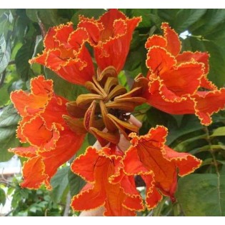 Spathodea campanulata (Tulipier du Gabon)