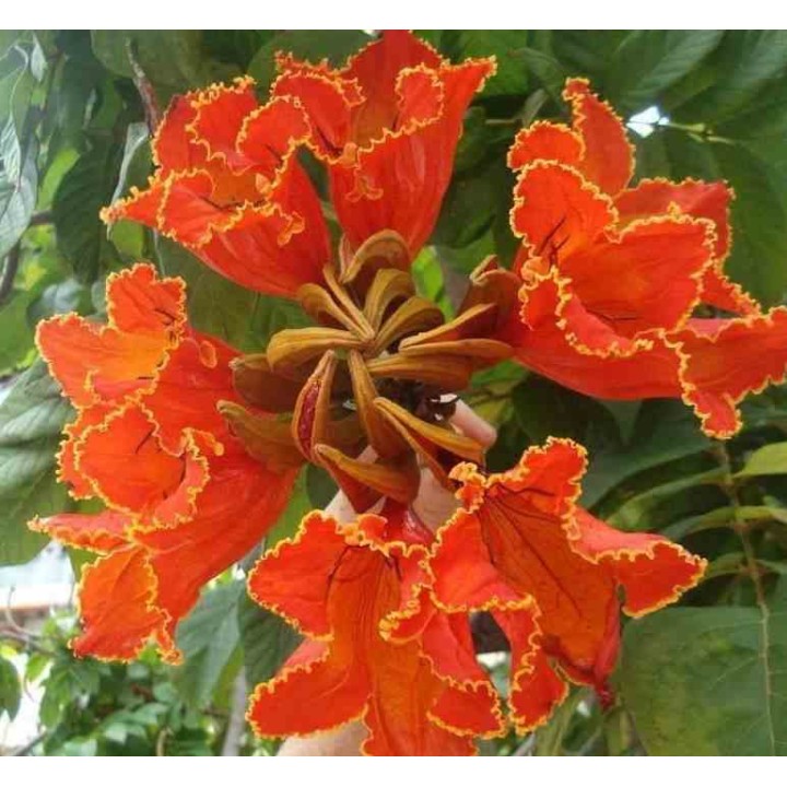 Spathodea campanulata (Tulipier du Gabon)