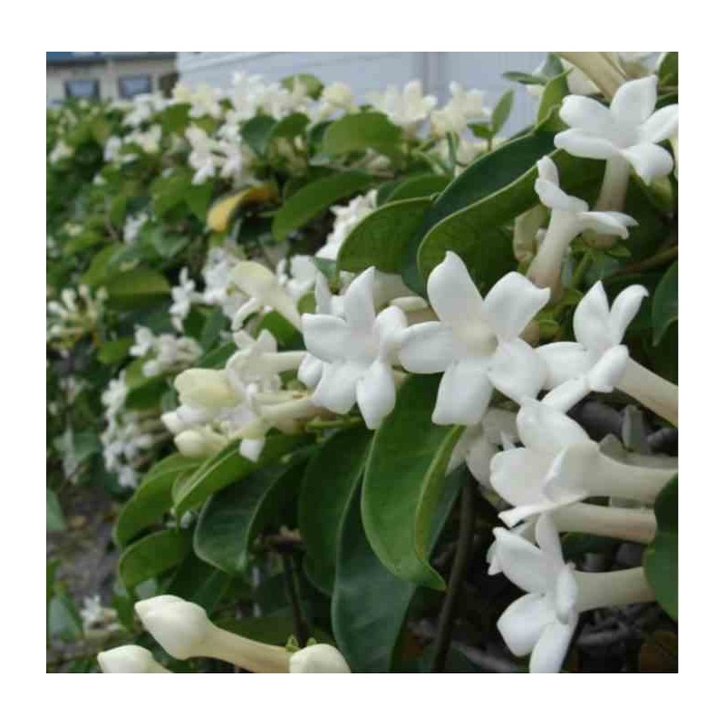 Stephanotis floribunda (jasmin de Madagascar)