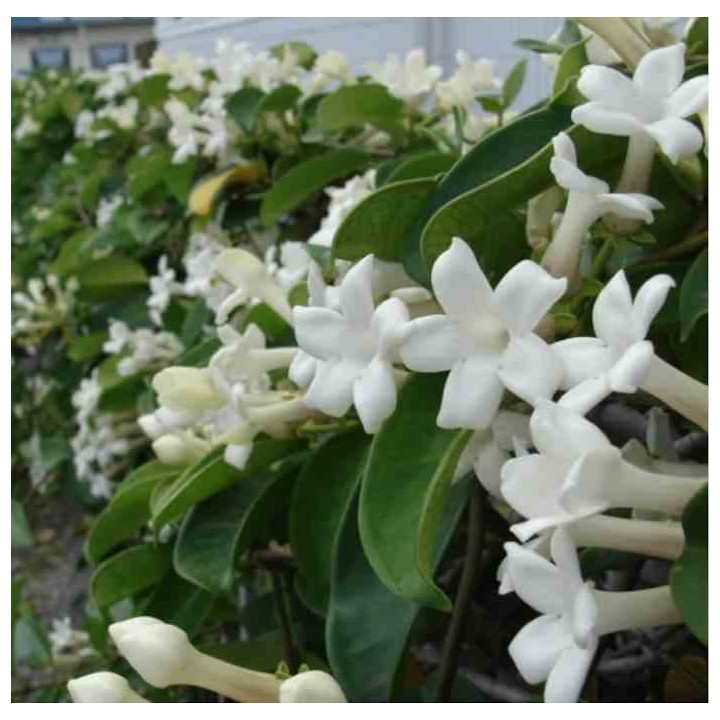 Stephanotis floribunda (jasmin de Madagascar)