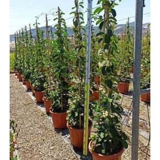 Stephanotis floribunda (jasmin de Madagascar)