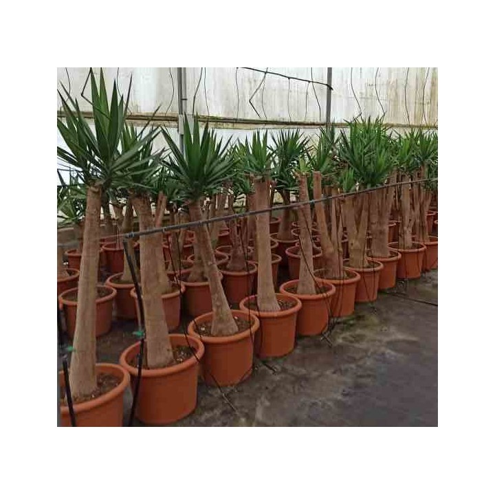 Yucca Elephantipes Yucca pied d'éléphant