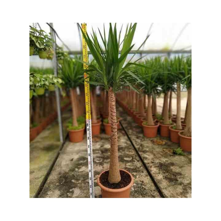 Yucca Elephantipes Yucca pied d'éléphant