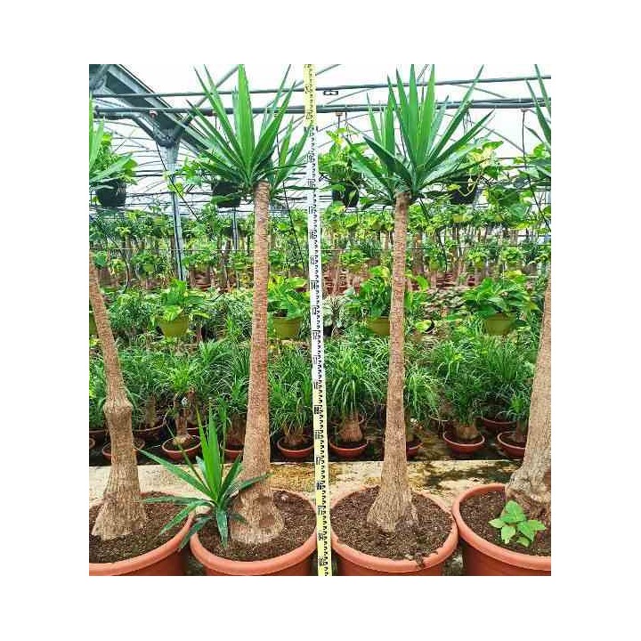 Yucca Elephantipes Yucca pied d'éléphant