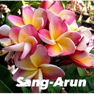 Plumeria rubra "Sang-Arun" (frangipanier)
