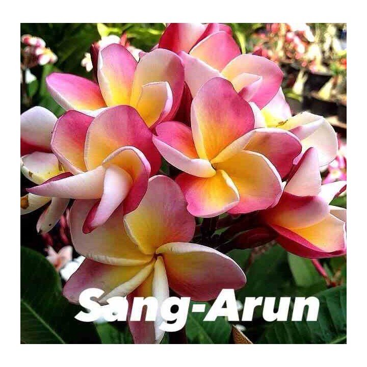 Plumeria rubra "Sang-Arun" (frangipanier)