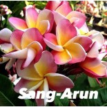 Plumeria rubra "Sang-Arun" (frangipanier)
