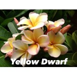 Plumeria rubra "Jaune nain" (frangipanier)