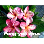 Plumeria rubra "Virus Pong yok" (frangipanier)