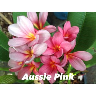Plumeria rubra "Aussie Pink" (frangipanier)