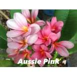 Plumeria rubra "Aussie Pink" (frangipanier)