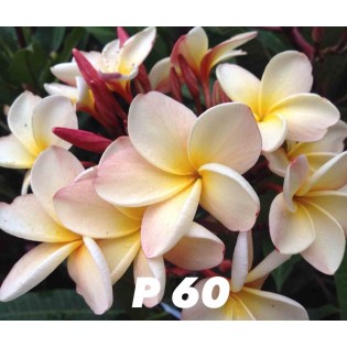 Plumeria rubra "P60" (frangipanier)