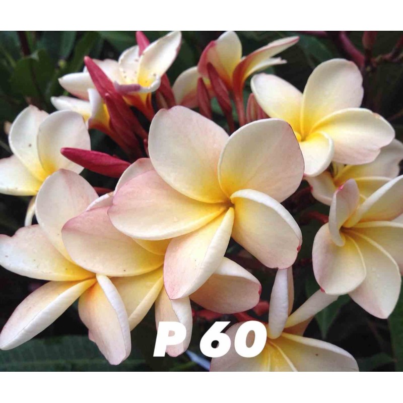 Plumeria rubra "P60" (frangipanier)