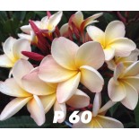 Plumeria rubra "P60" (frangipanier)