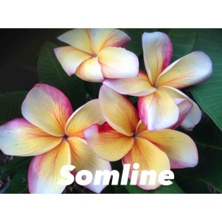 Plumeria rubra "Somline" (frangipanier)