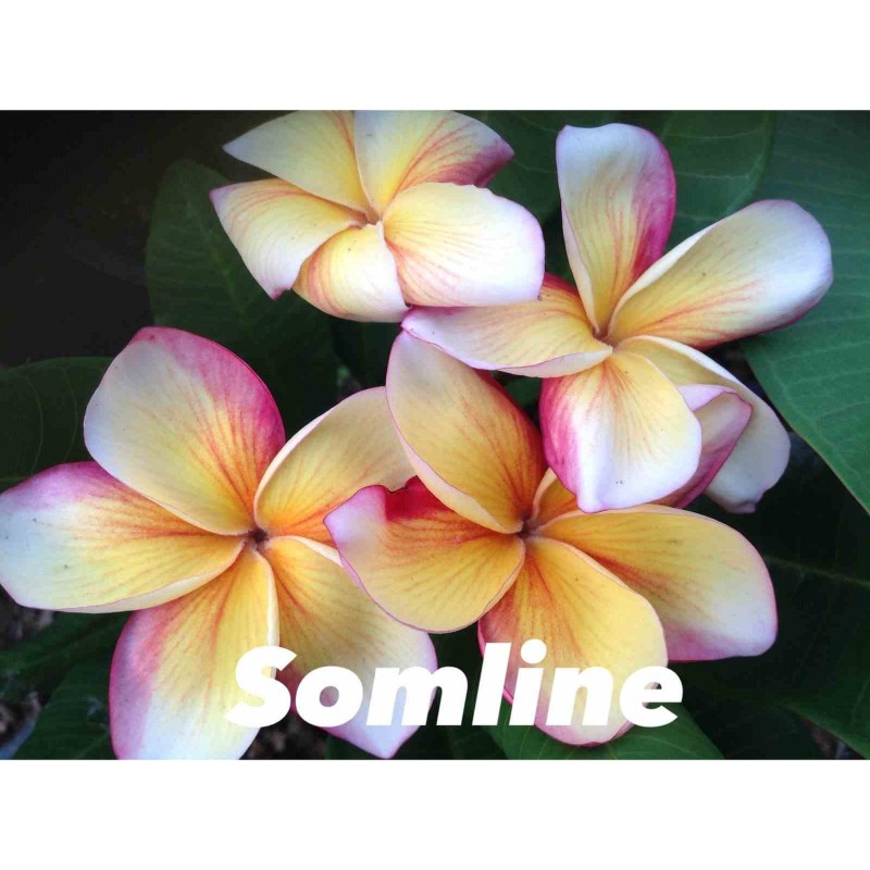 Plumeria rubra "Somline" (frangipanier)