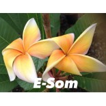 Plumeria rubra "E-Som" (frangipanier)