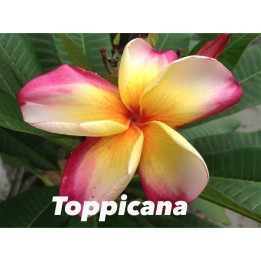 Plumeria rubra "Toppicana" (frangipanier)