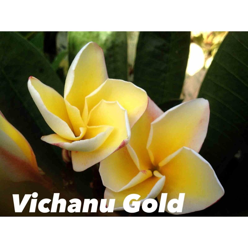 Plumeria rubra "Vichanu Gold" (frangipanier)