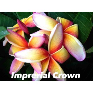 Plumeria rubra "Couronne impériale" (frangipanier)