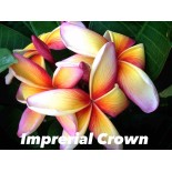 Plumeria rubra "Couronne impériale" (frangipanier)