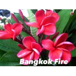 Plumeria rubra "Bangkok Fire" (frangipanier)