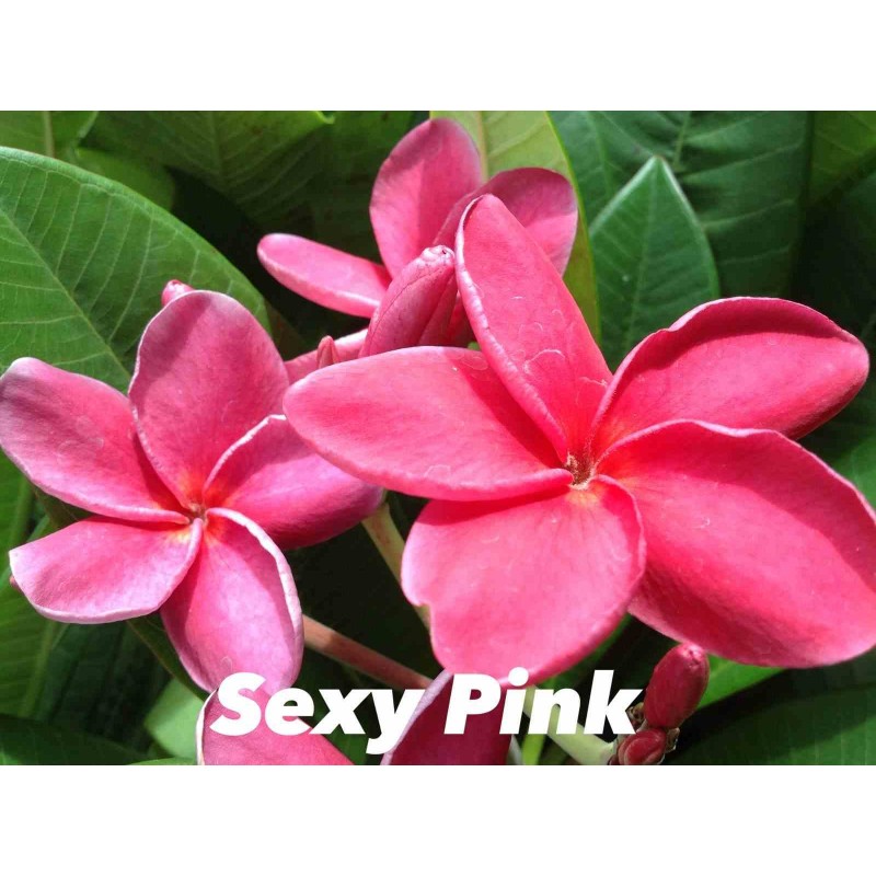 Plumeria rubra "Rose sexy" (frangipanier)