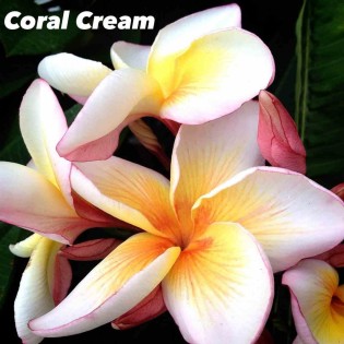 Plumeria rubra "Crème de Corail" (frangipanier)
