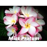 Plumeria rubra "Miss Pratum" (frangipanier)
