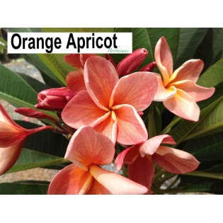 Plumeria rubra "Abricot orange" (frangipanier)
