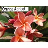 Plumeria rubra "Abricot orange" (frangipanier)