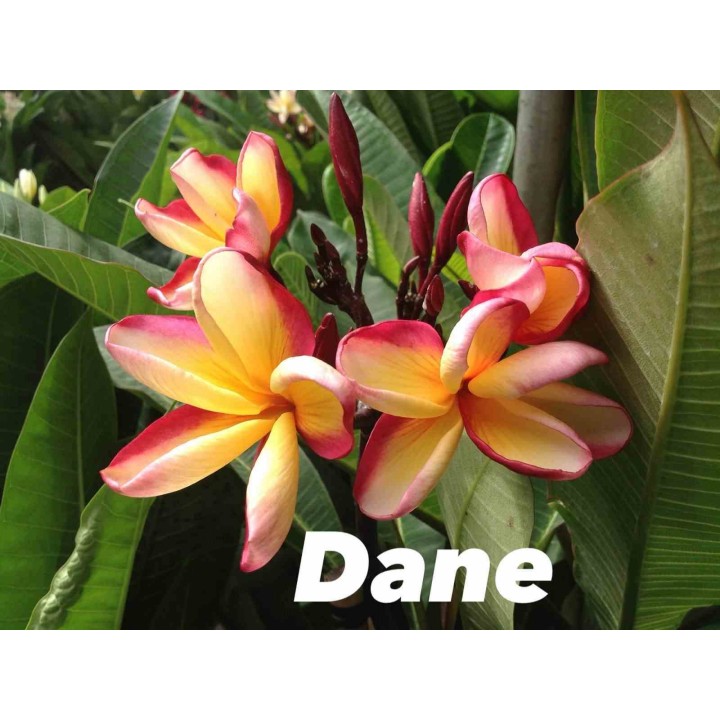 Plumeria rubra "Dane" (frangipanier)