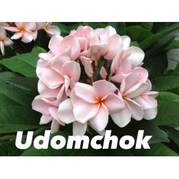 Plumeria rubra "Udomchok" (frangipanier)