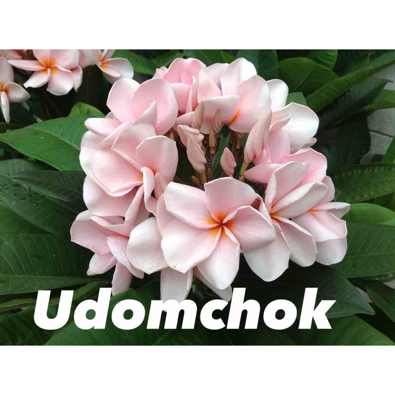 Plumeria rubra "Udomchok" (frangipanier)