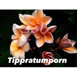 Plumeria rubra "Tippratumporn" (frangipanier)