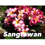 Plumeria rubra "Sangtawan" (frangipanier)
