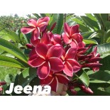 Plumeria rubra "Jeena" (frangipanier)