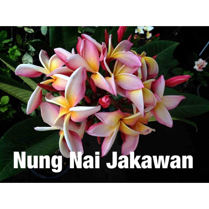 Plumeria rubra "Nung Nai Jakawan" (frangipanier)