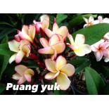 Plumeria rubra "Puang Yuk" (frangipanier)