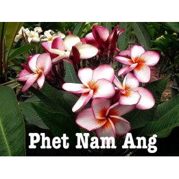 Plumeria rubra "Phet Nam Ang" (frangipanier)