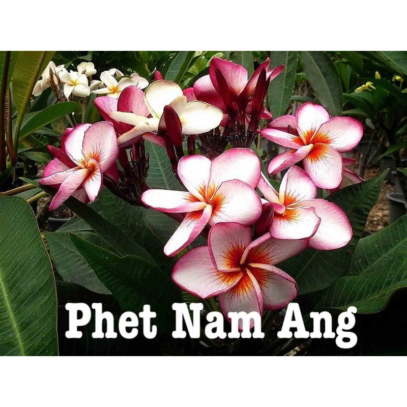 Plumeria rubra "Phet Nam Ang" (frangipanier)