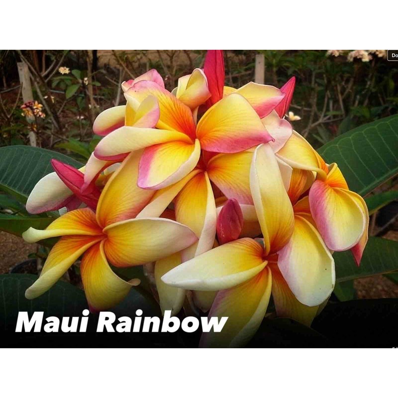 Plumeria rubra "Maui arc-en-ciel" (frangipanier)
