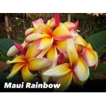 Plumeria rubra "Maui arc-en-ciel" (frangipanier)