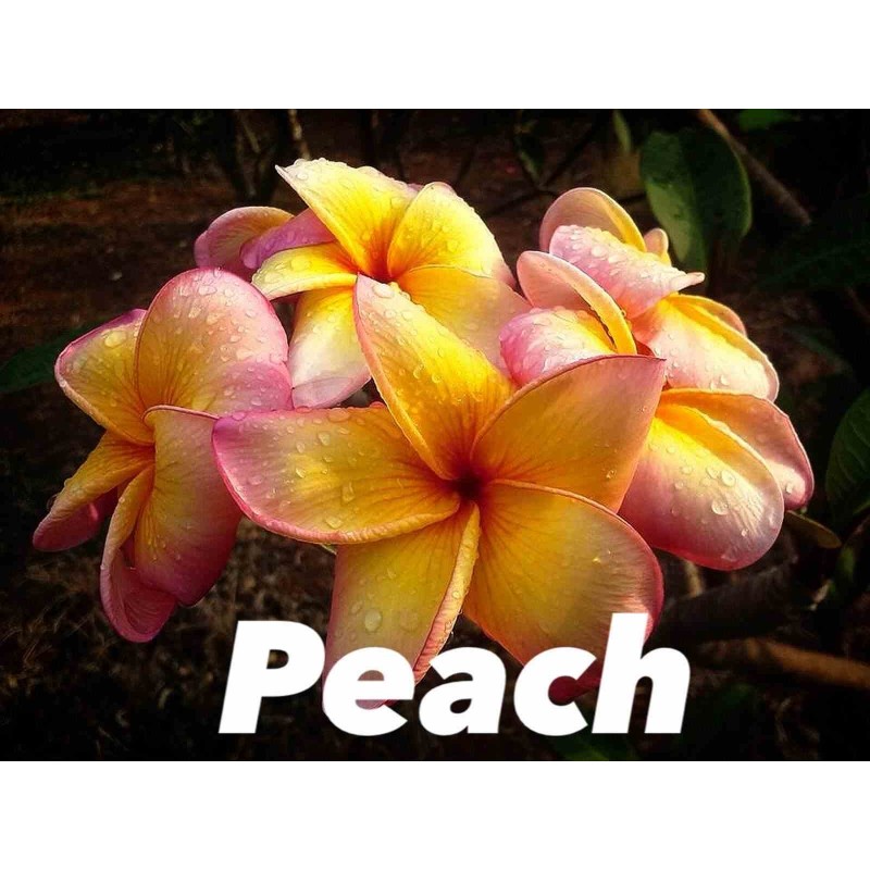 Plumeria rubra "Pêche" (frangipanier)