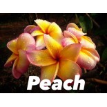 Plumeria rubra "Pêche" (frangipanier)