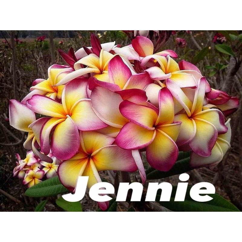 Plumeria rubra "Jennie" (frangipanier)