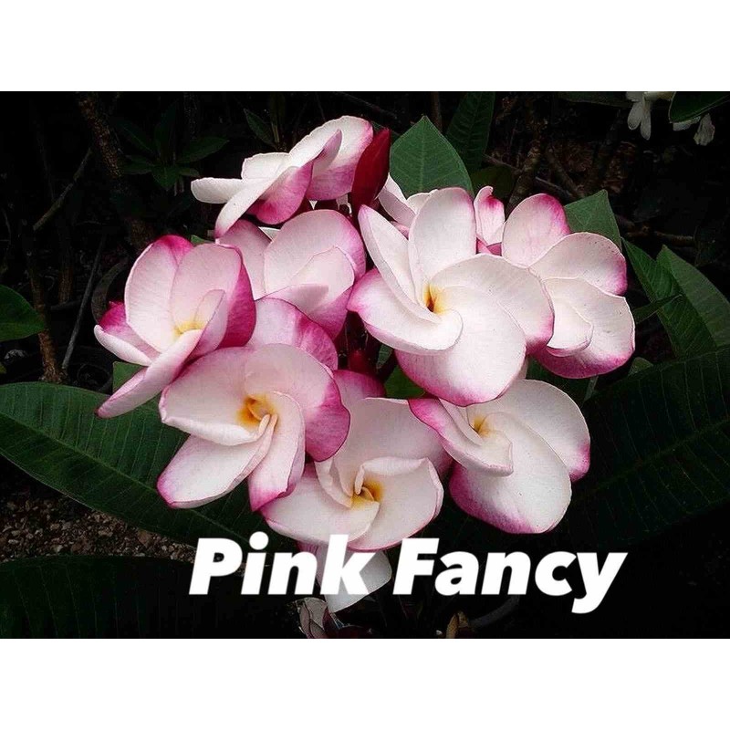 Plumeria rubra "Pink Fancy" (frangipanier)