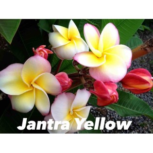 Plumeria rubra "Jantra jaune" (frangipanier)